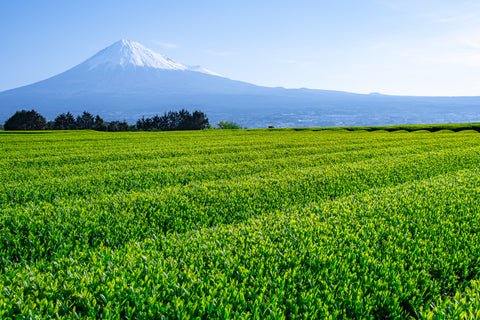 富士山を望む遠州の茶畑